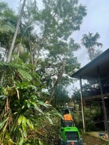 Tree Service Sunshine Coast