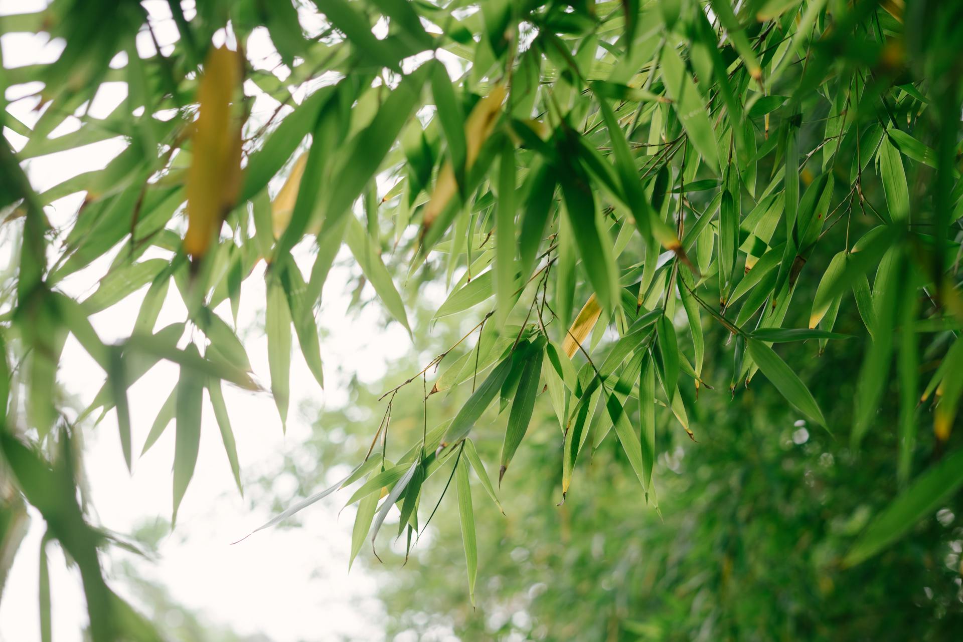 Maintaining Bamboo Trees in Mornington Peninsula with Arborist Services ...